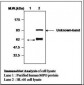 MPO / Myeloperoxidase Antibody